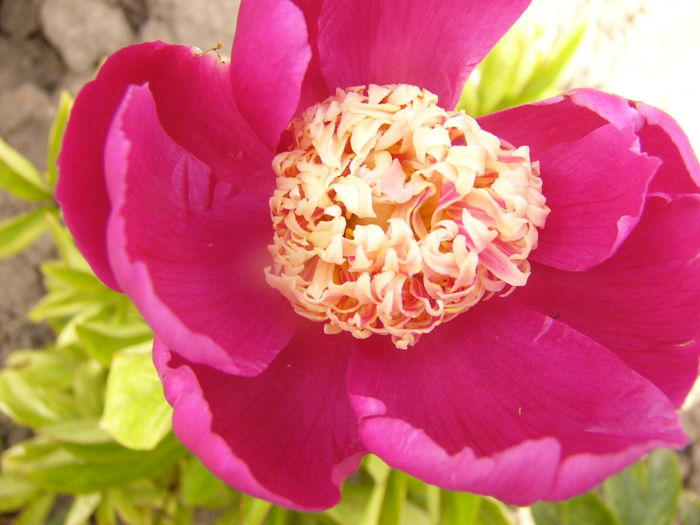 P1280292 - ANUL 2016 FLORI V