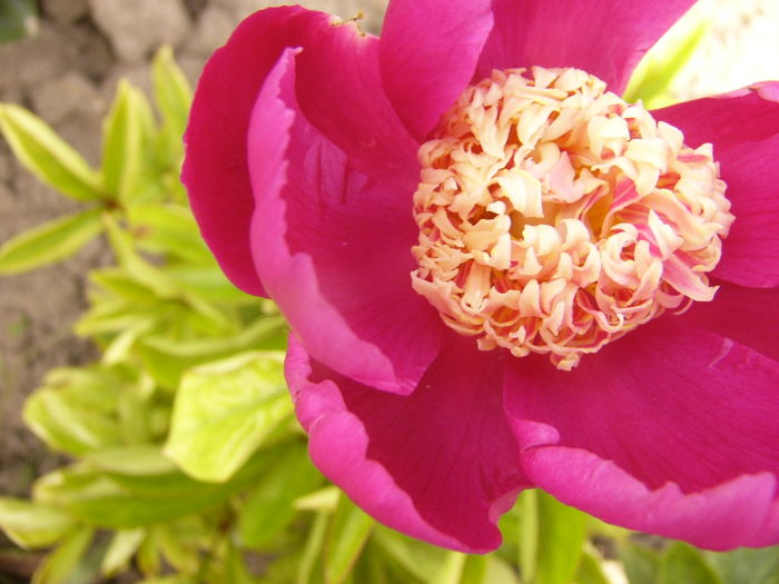 P1280293 - ANUL 2016 FLORI V