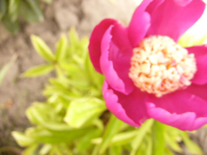 P1280294 - ANUL 2016 FLORI V