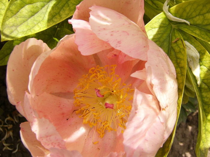 P1280295 - ANUL 2016 FLORI V