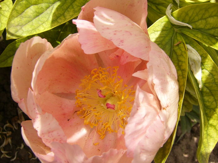 P1280296 - ANUL 2016 FLORI V