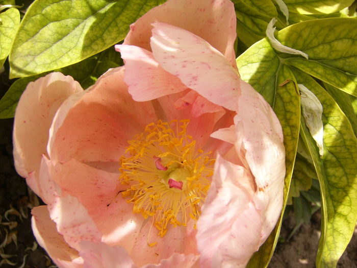 P1280297 - ANUL 2016 FLORI V