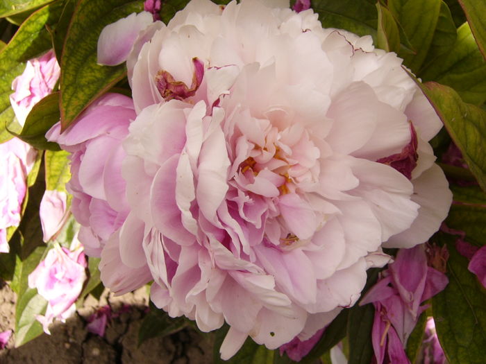 P1280303 - ANUL 2016 FLORI V