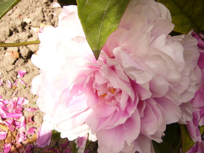 P1280305 - ANUL 2016 FLORI V