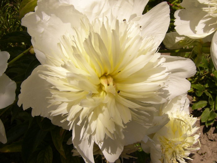 P1280307 - ANUL 2016 FLORI V