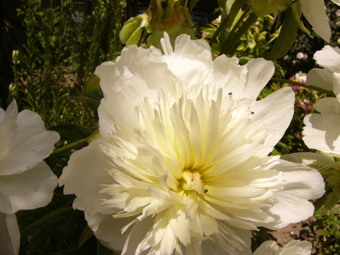 P1280308 - ANUL 2016 FLORI V