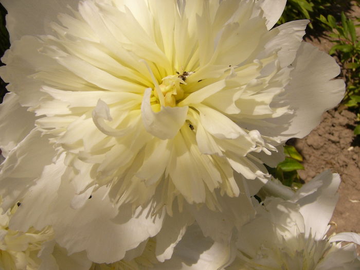 P1280312 - ANUL 2016 FLORI V