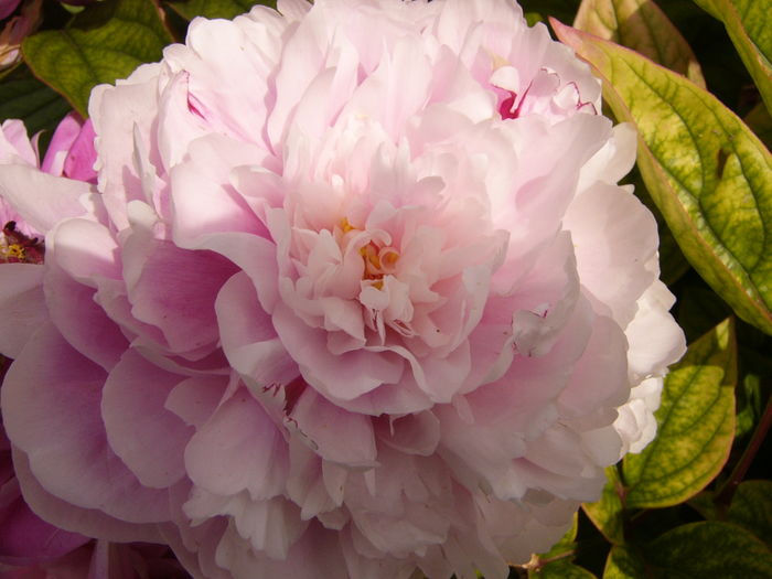 P1280314 - ANUL 2016 FLORI V