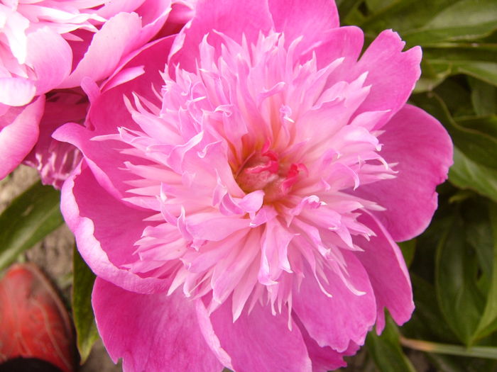 P1280318 - ANUL 2016 FLORI V