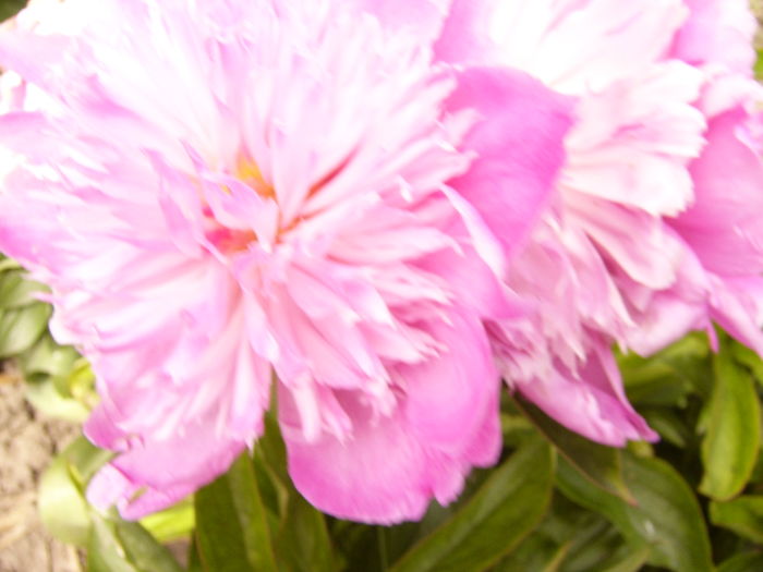 P1280319 - ANUL 2016 FLORI V