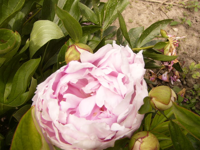 P1280322 - ANUL 2016 FLORI V