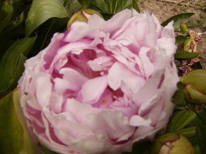 P1280323 - ANUL 2016 FLORI V