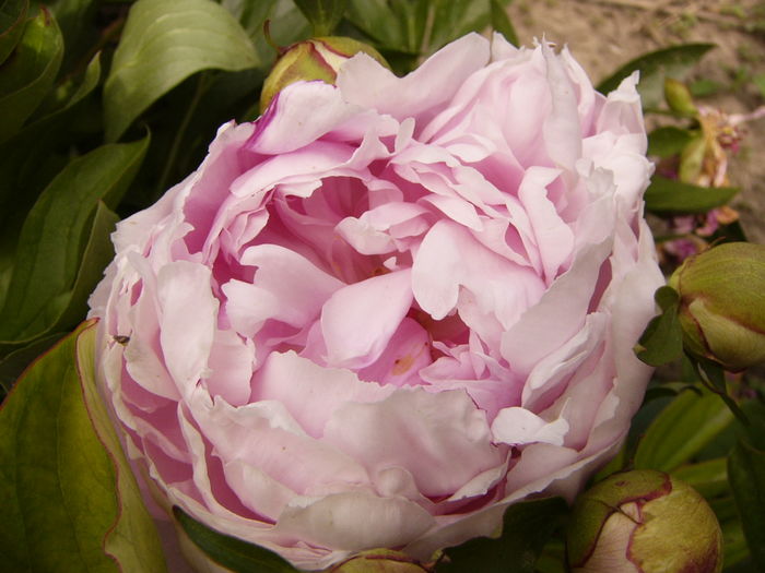 P1280324 - ANUL 2016 FLORI V