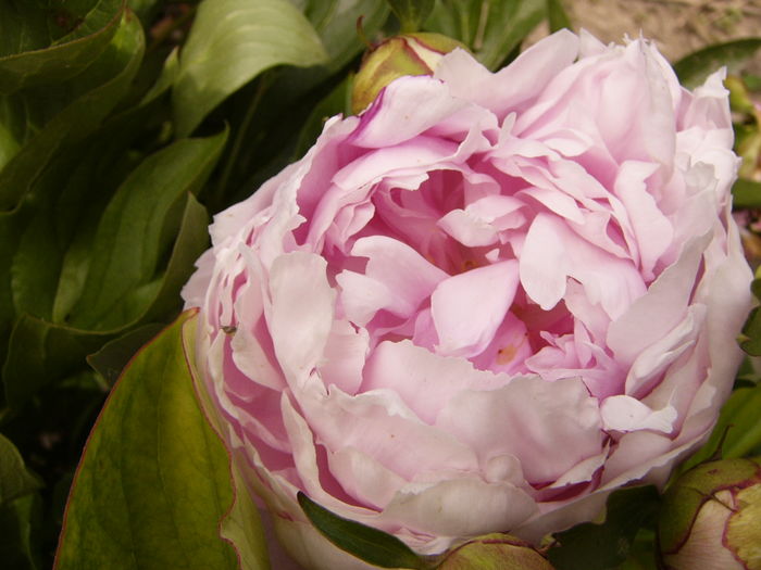 P1280325 - ANUL 2016 FLORI V