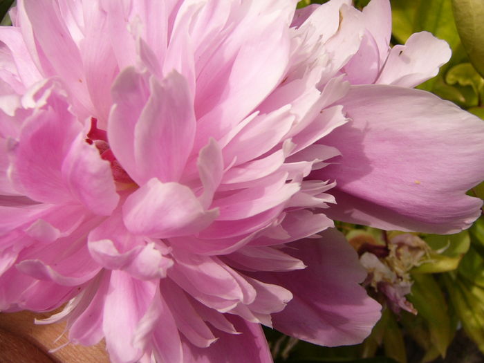 P1280326 - ANUL 2016 FLORI V