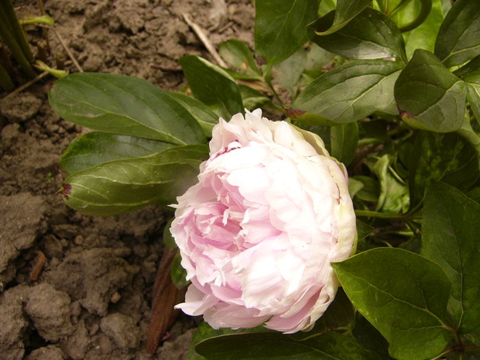 P1280331 - ANUL 2016 FLORI V