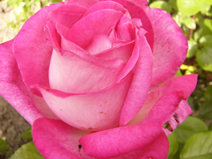 P1280333 - ANUL 2016 FLORI V