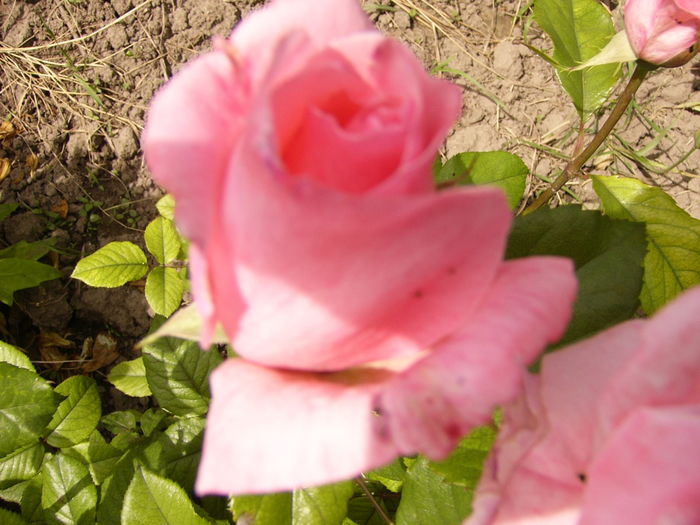 P1280336 - ANUL 2016 FLORI V