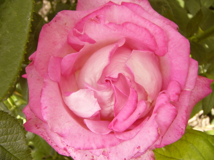 P1280339 - ANUL 2016 FLORI V