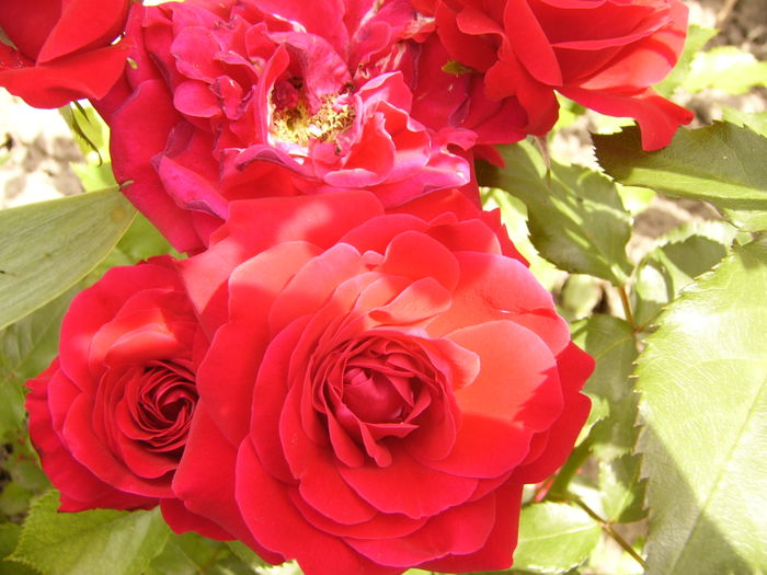 P1280342 - ANUL 2016 FLORI V