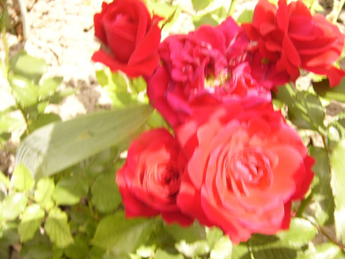 P1280343 - ANUL 2016 FLORI V