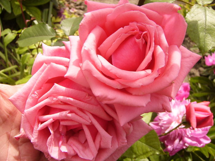 P1280344 - ANUL 2016 FLORI V