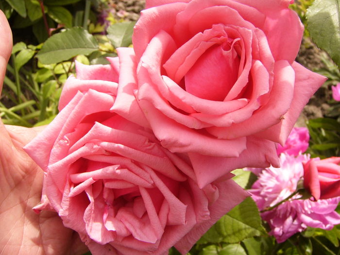 P1280345 - ANUL 2016 FLORI V