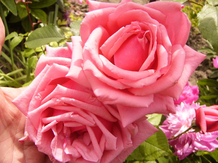 P1280347 - ANUL 2016 FLORI V