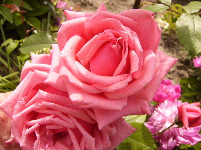 P1280348 - ANUL 2016 FLORI V