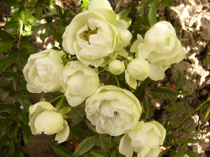 Rosa Morsdag alb - ANUL 2016 FLORI V