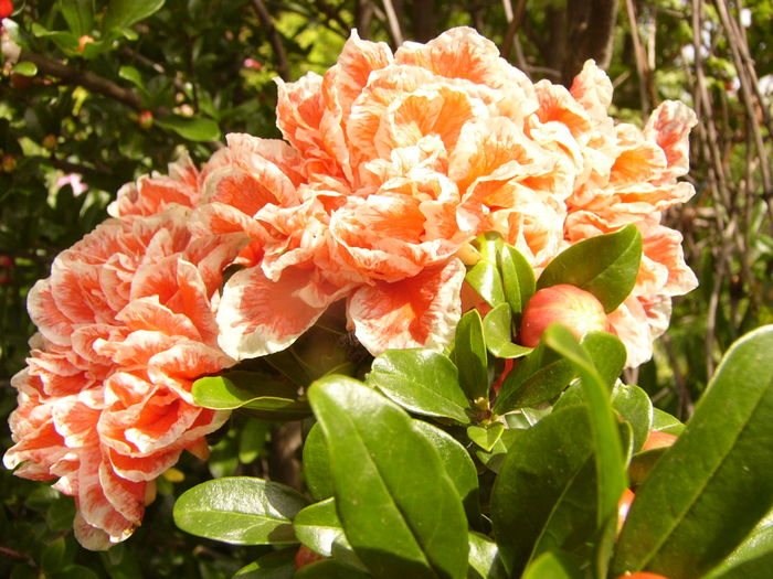 P1280354 - ANUL 2016 FLORI V