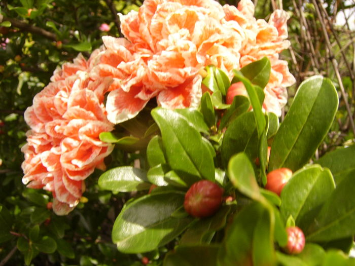 Punica Granatum Legrellie - ANUL 2016 FLORI V