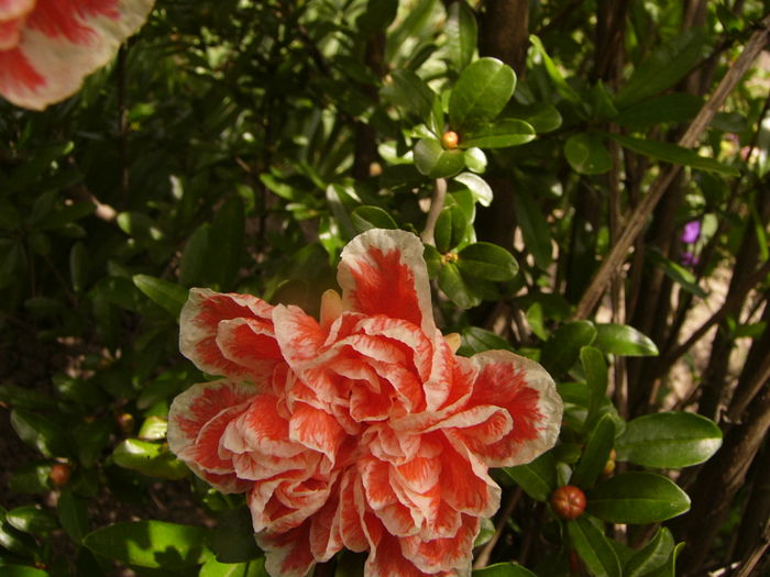 P1280357 - ANUL 2016 FLORI V