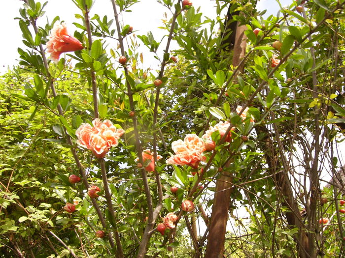 P1280359 - ANUL 2016 FLORI V