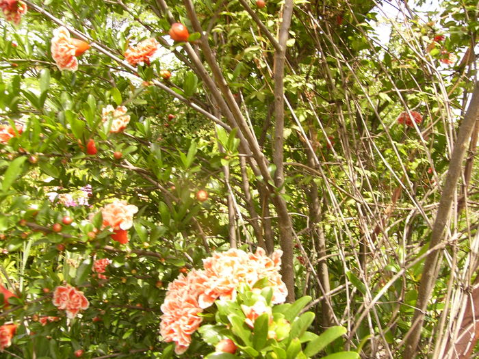 Punica Granatum Legrellie - ANUL 2016 FLORI V