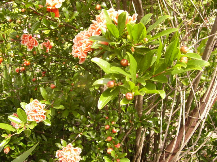 P1280361 - ANUL 2016 FLORI V