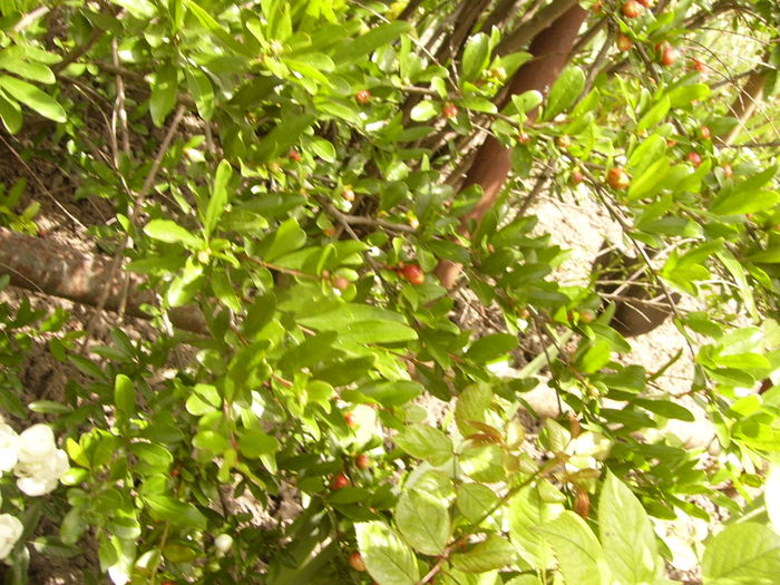 P1280362 - ANUL 2016 FLORI V