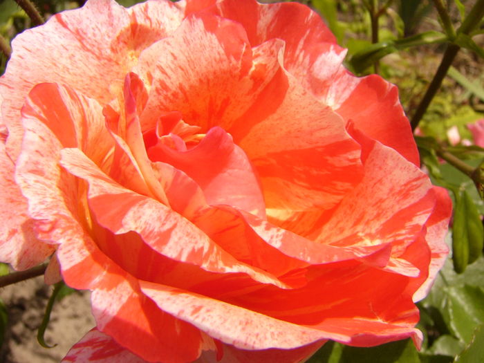 Rosa Grimaldi - ANUL 2016 FLORI V