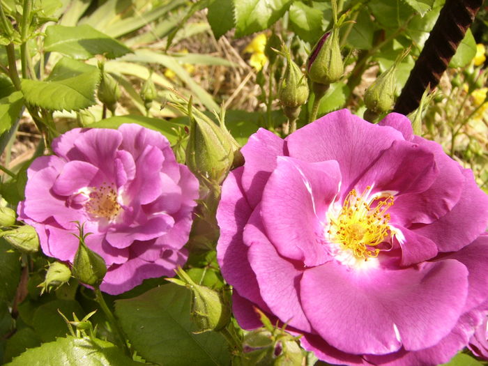 Rosa Rhapsody in Blue - ANUL 2016 FLORI V