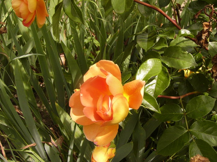 P1280372 - ANUL 2016 FLORI V