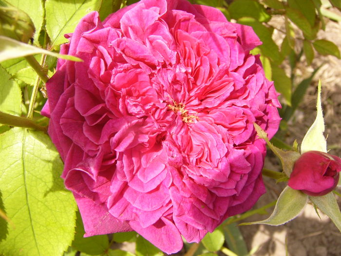 Rosa Dimov - ANUL 2016 FLORI V