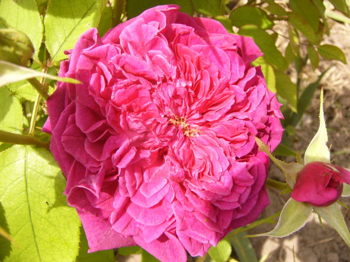 P1280375 - ANUL 2016 FLORI V