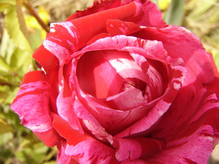 Rosa Dimov - ANUL 2016 FLORI V