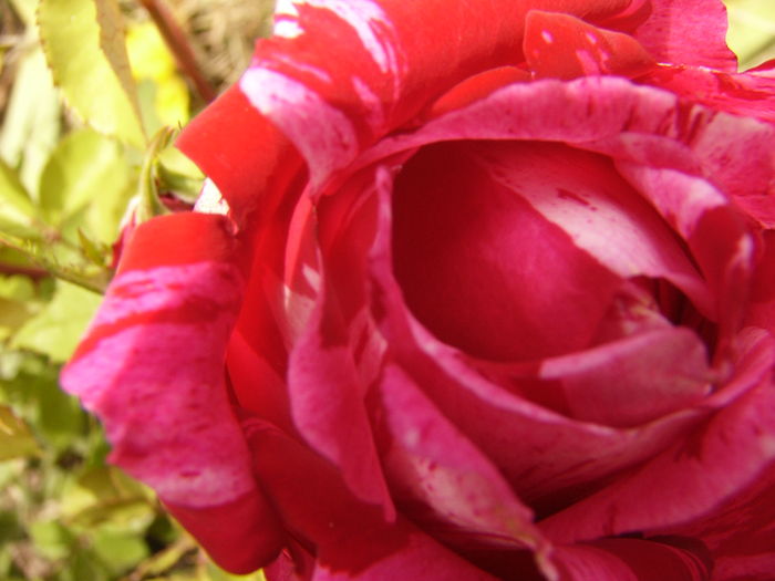 P1280378 - ANUL 2016 FLORI V