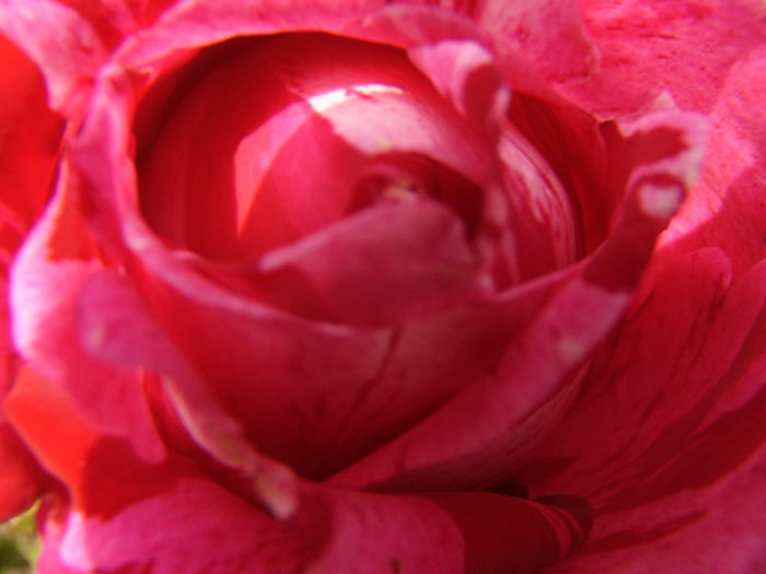 P1280379 - ANUL 2016 FLORI V