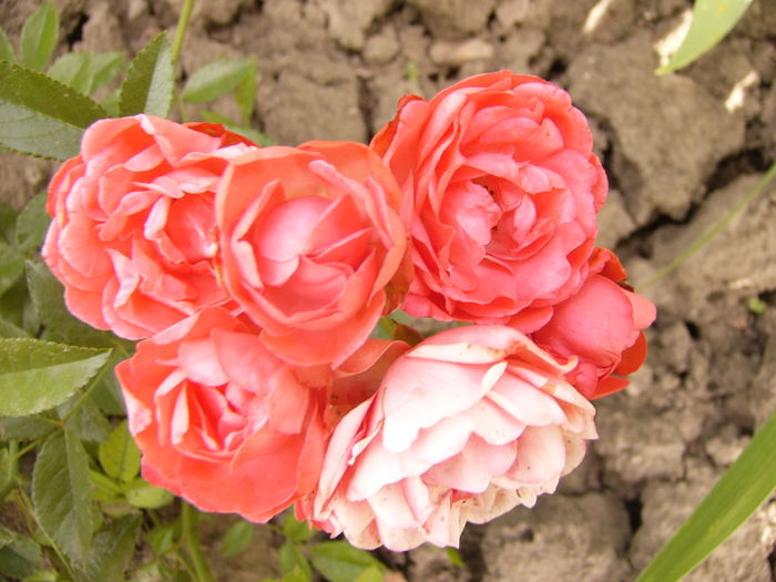 Rosa Morsdag cu fl. orange - ANUL 2016 FLORI V