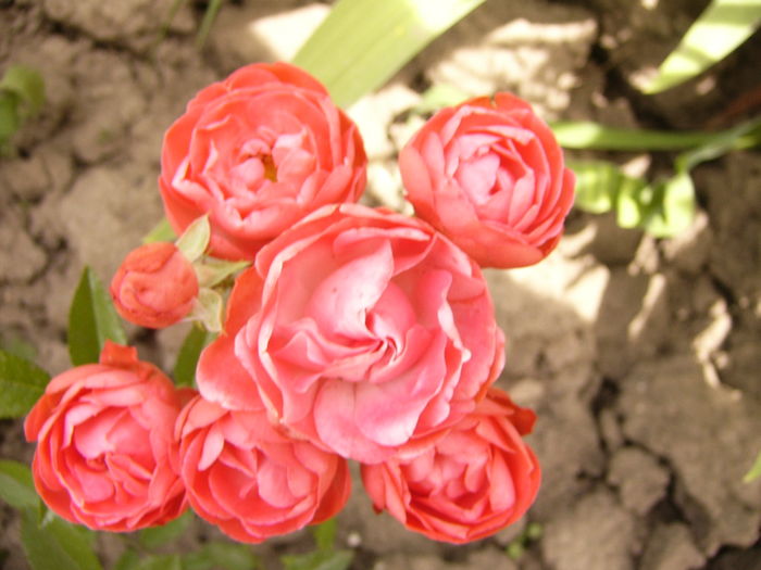 P1280382 - ANUL 2016 FLORI V