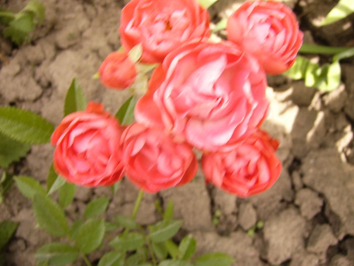 P1280383 - ANUL 2016 FLORI V