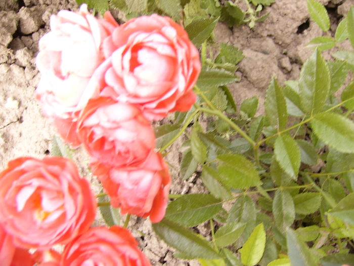 P1280384 - ANUL 2016 FLORI V