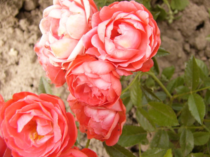 P1280385 - ANUL 2016 FLORI V